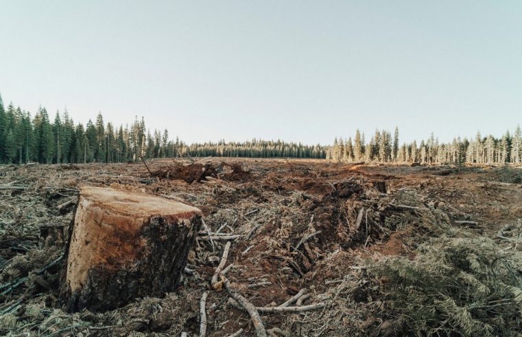 Consilierii locali PNL doresc amenajarea terenului obținut în zona Capela fără distrugerea pădurii