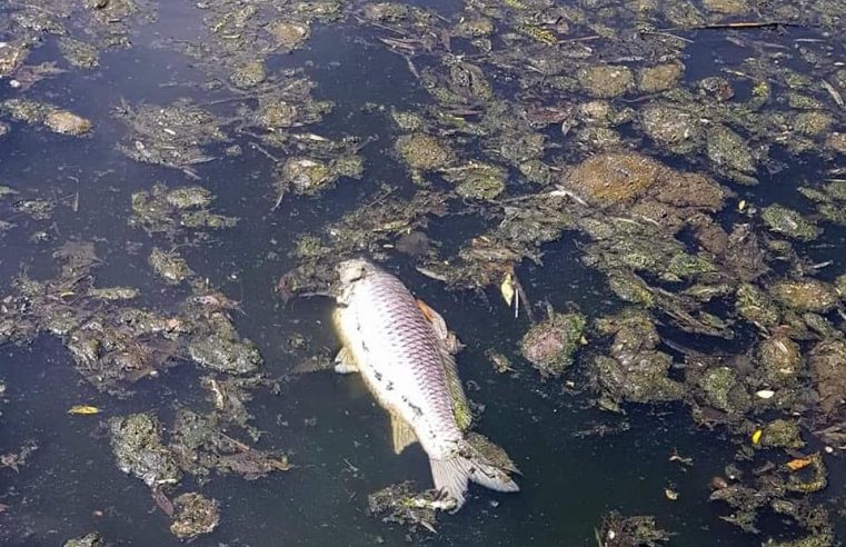 Fenomen în Lacul Ostroveni | Peștii mor și încă nu se cunoaște cauza