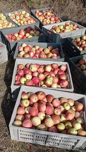 Vânzare specială de mere proaspete la Nicolae Bălcescu: gustul toamnei la un preț imbatabil!