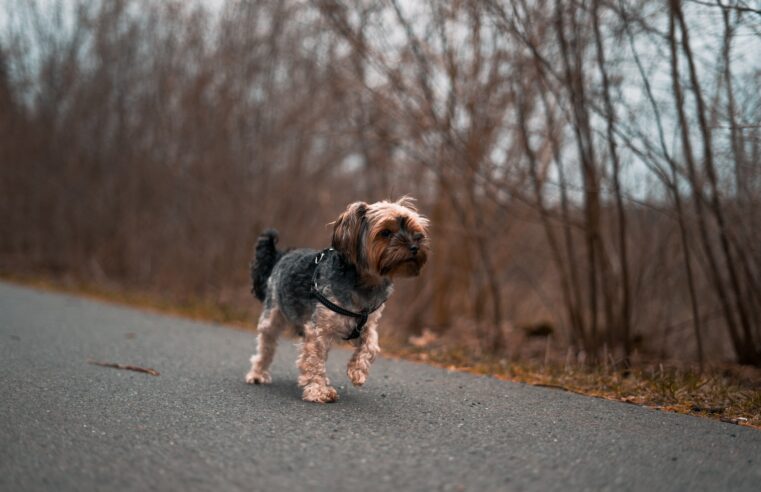Un bărbat din Cernișoara a chinuit un câine, târându-l pe asfalt | A fost reținut pentru 24 de ore