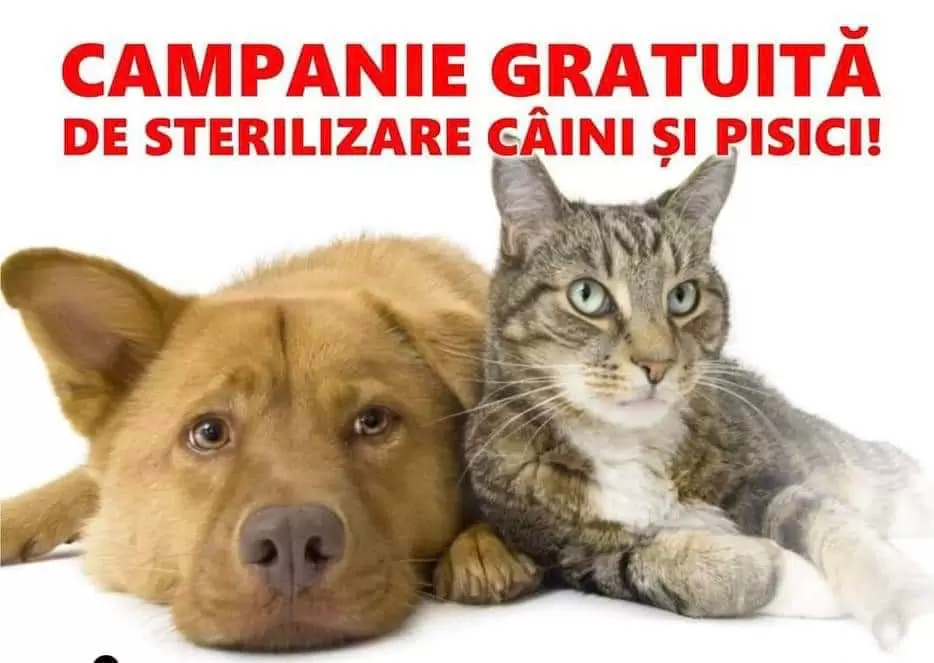 La Galicea continuă acțiunile de sterilizare gratuită: 48 de animale sterilizate
