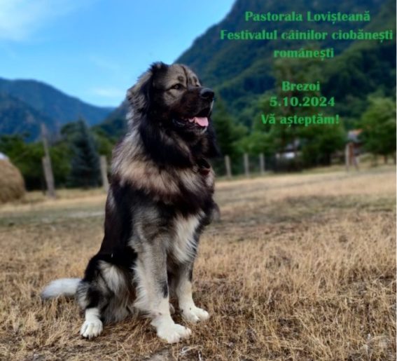 Câini ciobănești, cai și tradiții de neuitat la Brezoi, la Pastorala Lovișteană