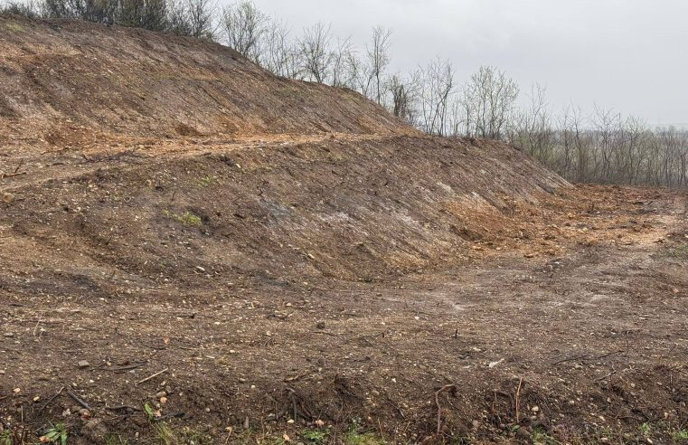 Au smuls magnoliile din pământ la două zile după plantare, într-un oraș în care unii construiesc, alții fură