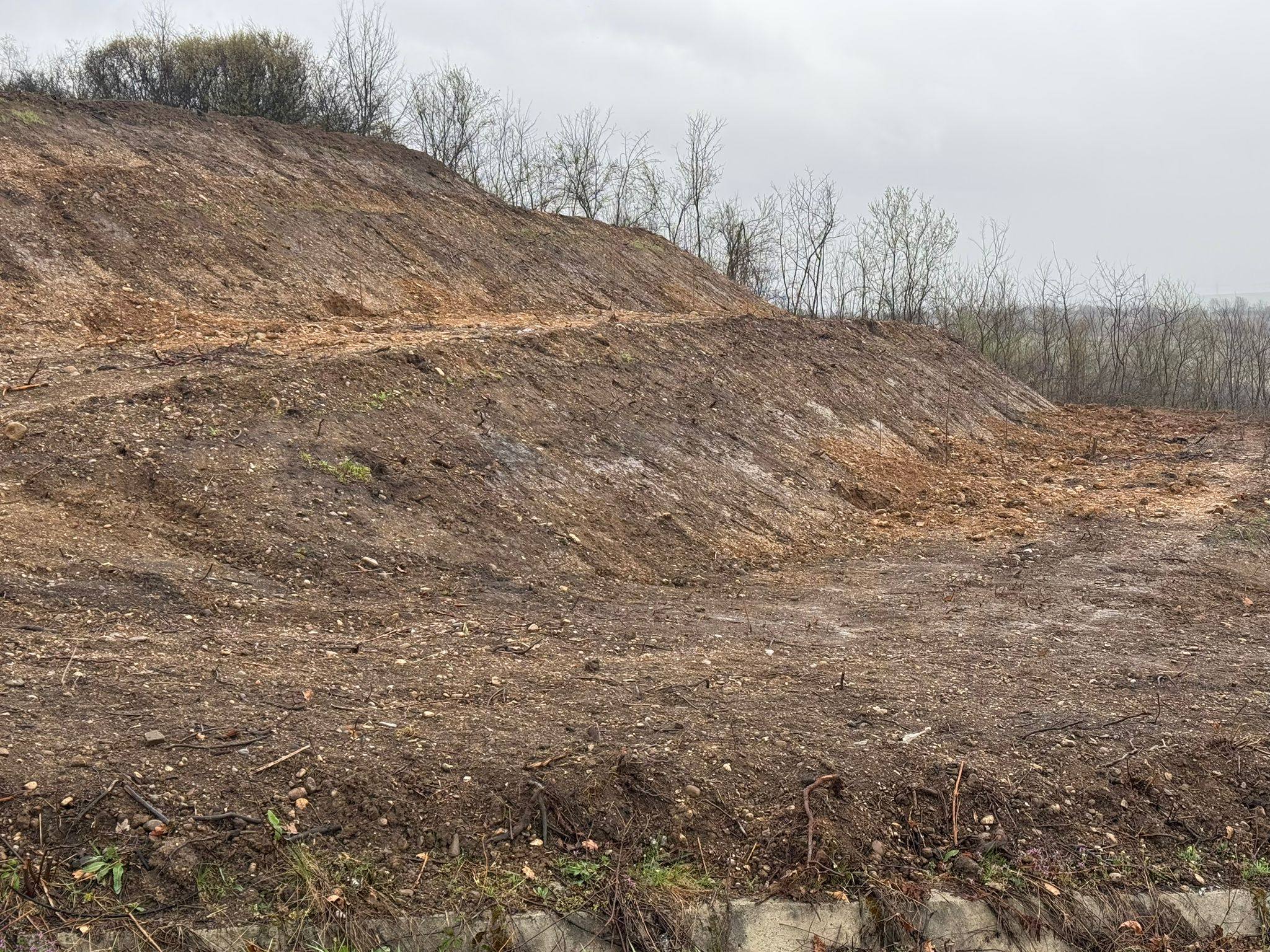 Au smuls magnoliile din pământ la două zile după plantare, într-un oraș în care unii construiesc, alții fură